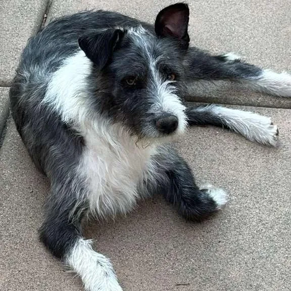 An adult medium-sized female Black Schnauzer dog named Vicky for adoption in San Diego, CA