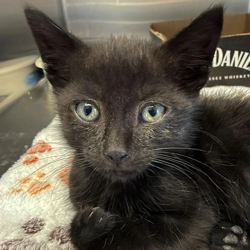 A baby small-sized male Black Domestic Short Hair cat named Toe for adoption in Ottawa, KS