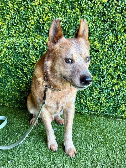 A young medium-sized male Australian Cattle Dog / Blue Heeler dog named Link for adoption in Naples, FL