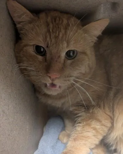 A young medium-sized male Domestic Short Hair cat named Herb for adoption in Bellingham, WA