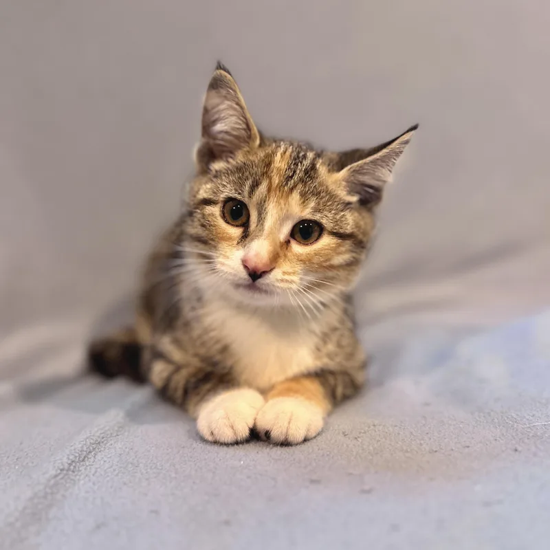 A baby small-sized male Dilute Calico Domestic Short Hair cat named Felicity for adoption in Topsham, ME