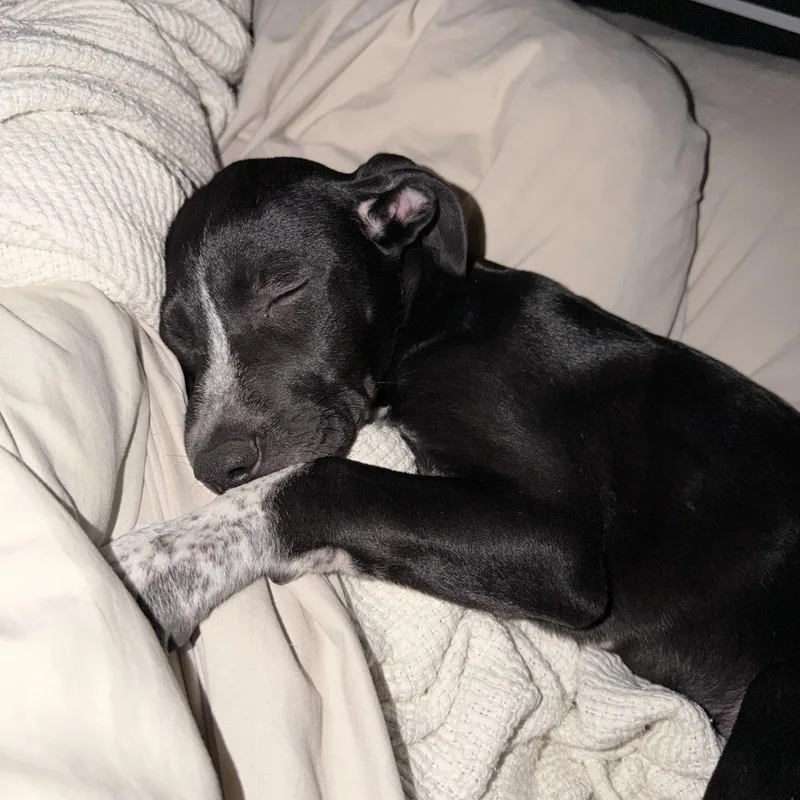A baby medium-sized female Black American Staffordshire Terrier dog named Ainsley for adoption in Houston, TX