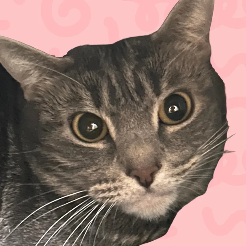 An adult medium-sized female Gray / Blue / Silver Domestic Short Hair cat named Henny for adoption in Reno, NV