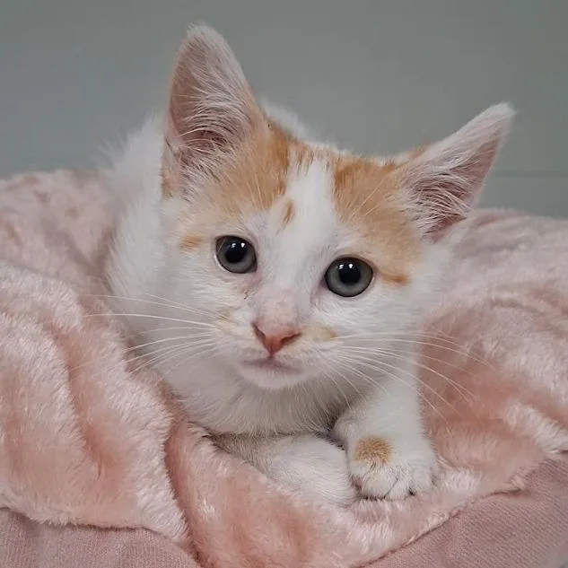 A baby small-sized male Orange / Red Domestic Short Hair cat named Dale for adoption in Brooklyn, NY