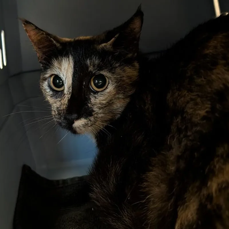 A young medium-sized female Domestic Short Hair cat named Tu Tu for adoption in Fairport, NY