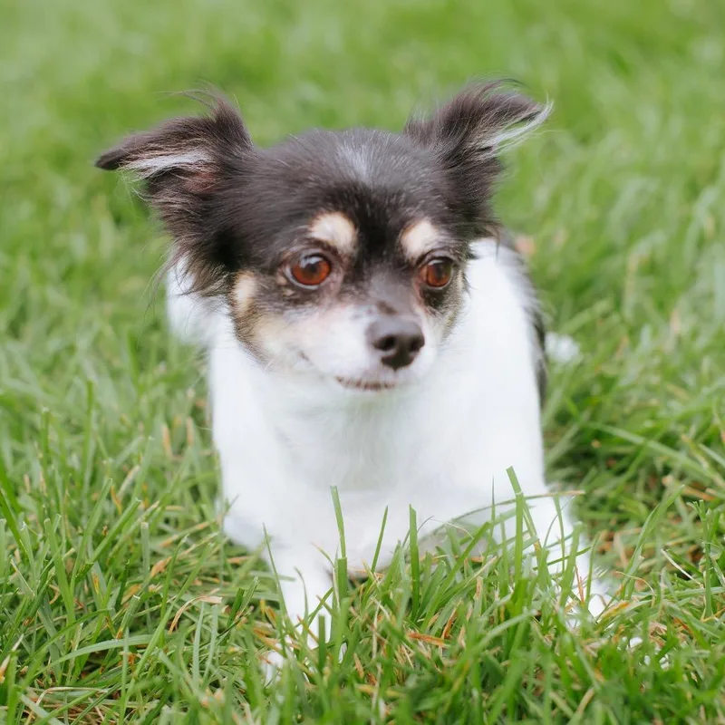 An adult small-sized female Black Chihuahua dog named Petunia for adoption in Northbrook, IL