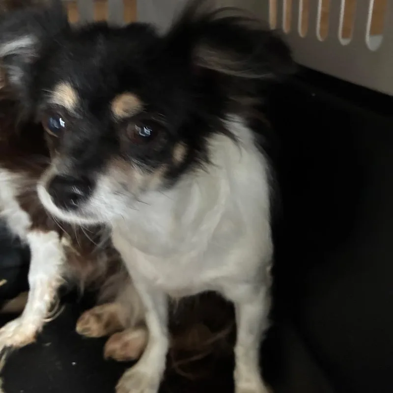 Petunia thumbnail 2
