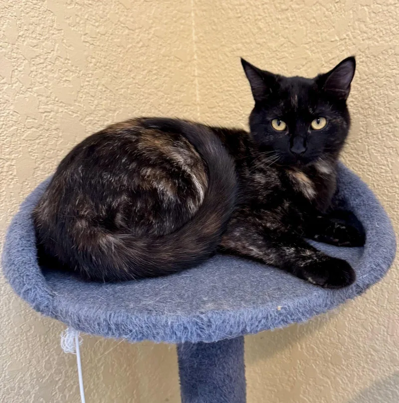 A baby medium-sized female Domestic Short Hair cat named Willow for adoption in Arlington, TX