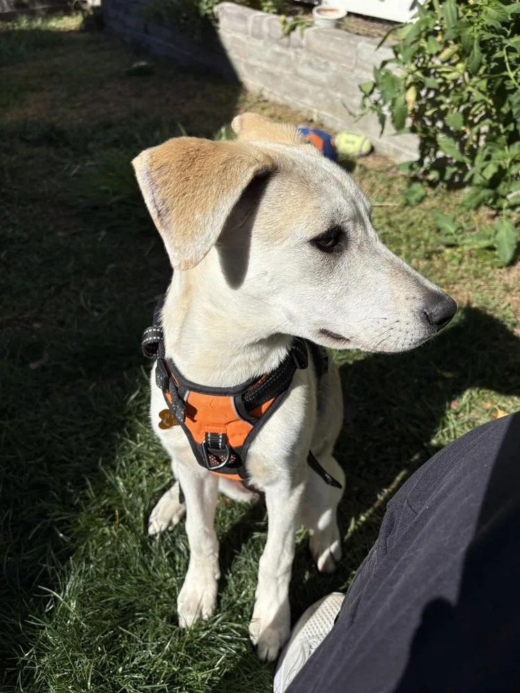 A baby medium-sized female Labrador Retriever dog named Sally for adoption in Thornton, CO