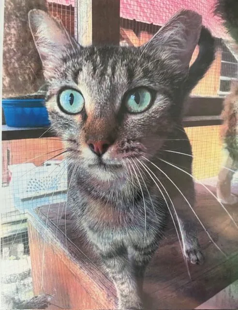 An adult medium-sized female Tabby cat named Cookie for adoption in Porter, TX