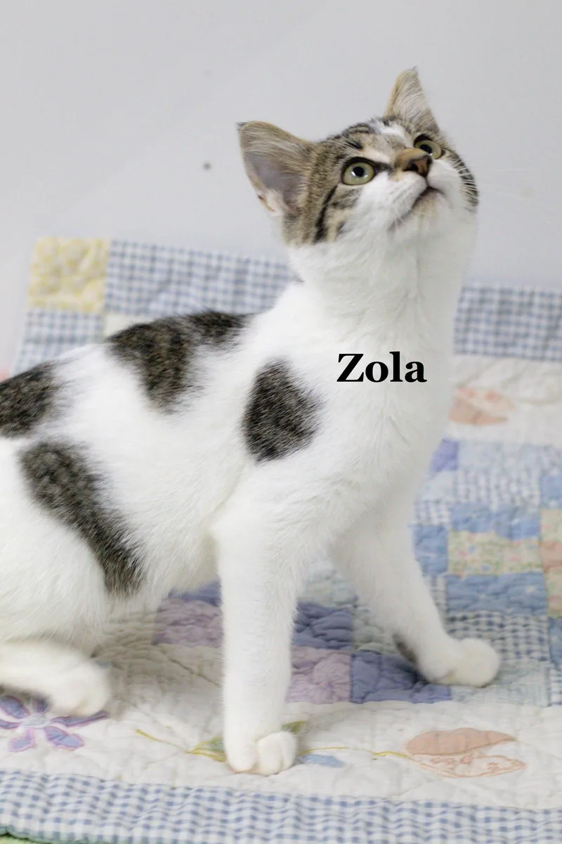 A baby medium-sized female Domestic Short Hair cat named Zola for adoption in Morehead, KY