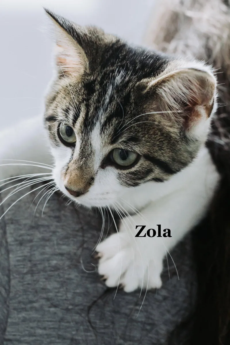 Zola thumbnail 2