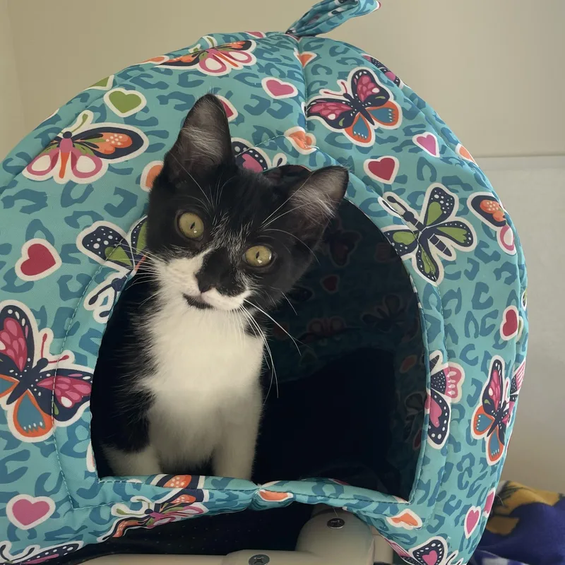 A young small-sized female Black & White / Tuxedo Domestic Short Hair cat named Prissy for adoption in Waldport, OR