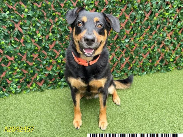 An adult large-sized female Mixed Breed dog named Bella for adoption in West Palm Beach, FL