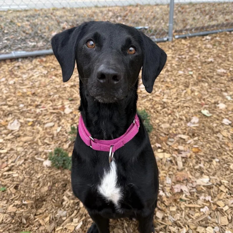 An adult medium-sized female Black Labrador Retriever dog named Mary Arthur for adoption in Tacoma, WA