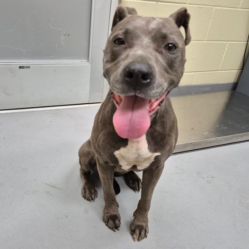An adult medium-sized female Gray / Blue / Silver Mixed Breed dog named Lainey for adoption in Columbus, GA