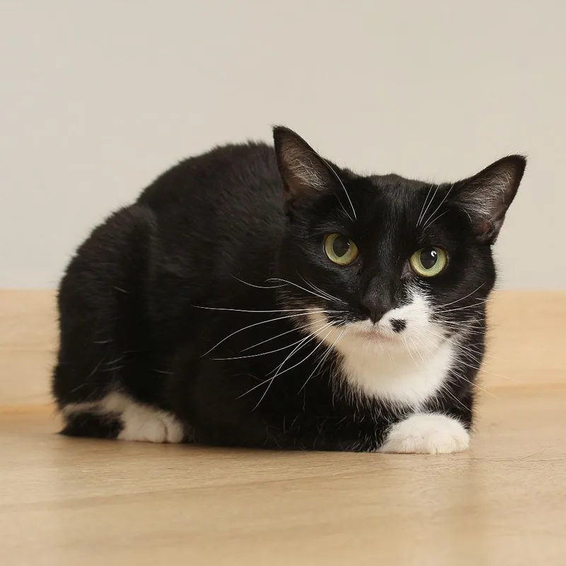 An adult medium-sized female Black Domestic Short Hair cat named Dottie C for adoption in Minnetonka, MN