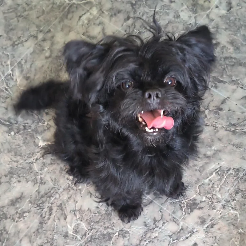 Gremlin