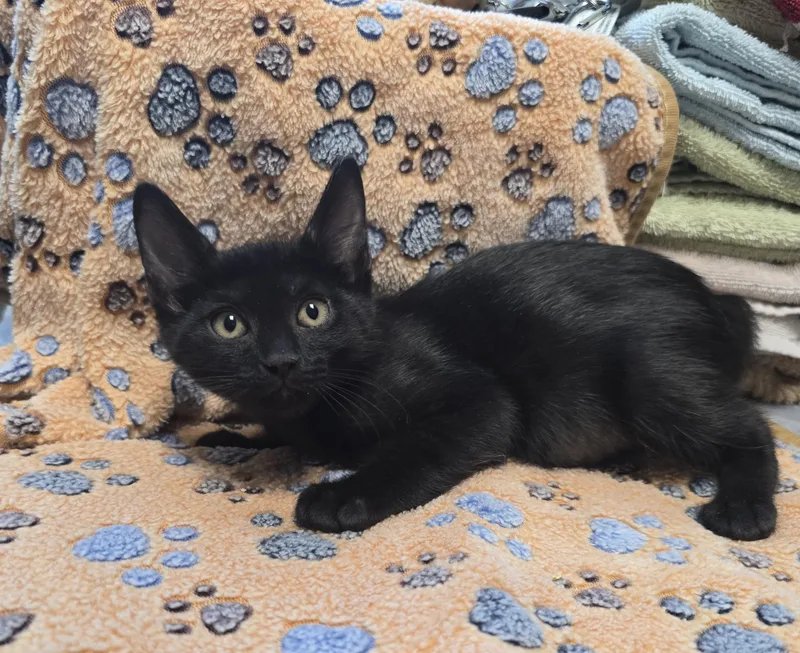 A young small-sized female Black Domestic Short Hair cat named Galleria for adoption in Friendswood, TX