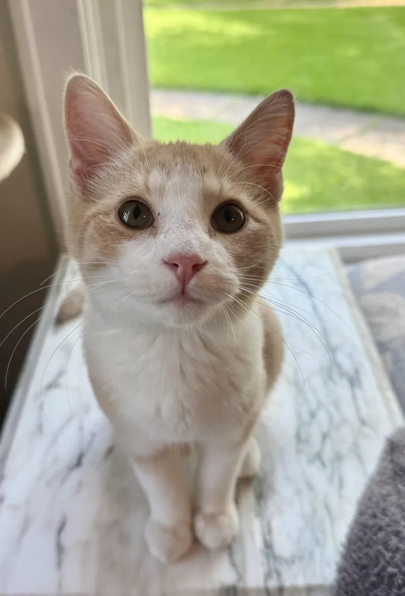 A young medium-sized male Orange & White Domestic Short Hair cat named Flynn for adoption in Shreveport, LA