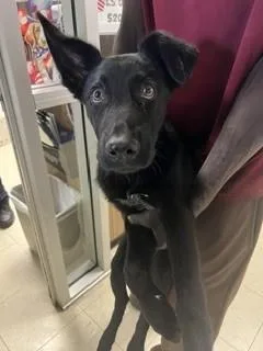 A young small-sized male German Shepherd Dog dog named Dodger for adoption in Stockton, CA