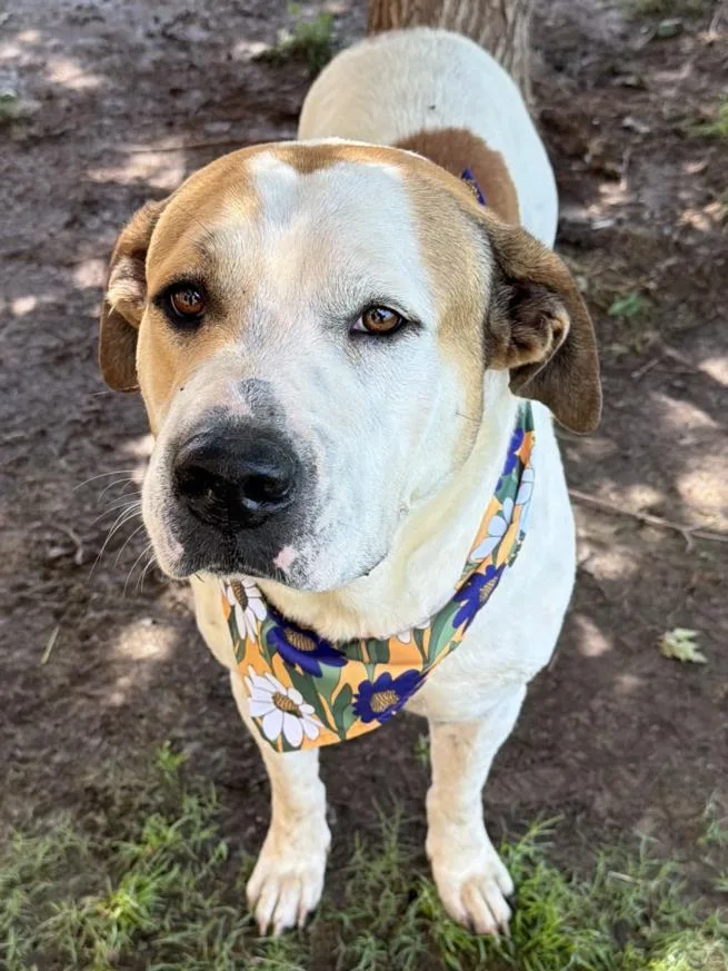 An adult extra large-sized male Saint Bernard dog named Stewie for adoption in Tulsa, OK