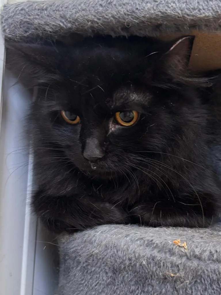 A young medium-sized female Domestic Medium Hair cat named Flora for adoption in Hartford City, IN
