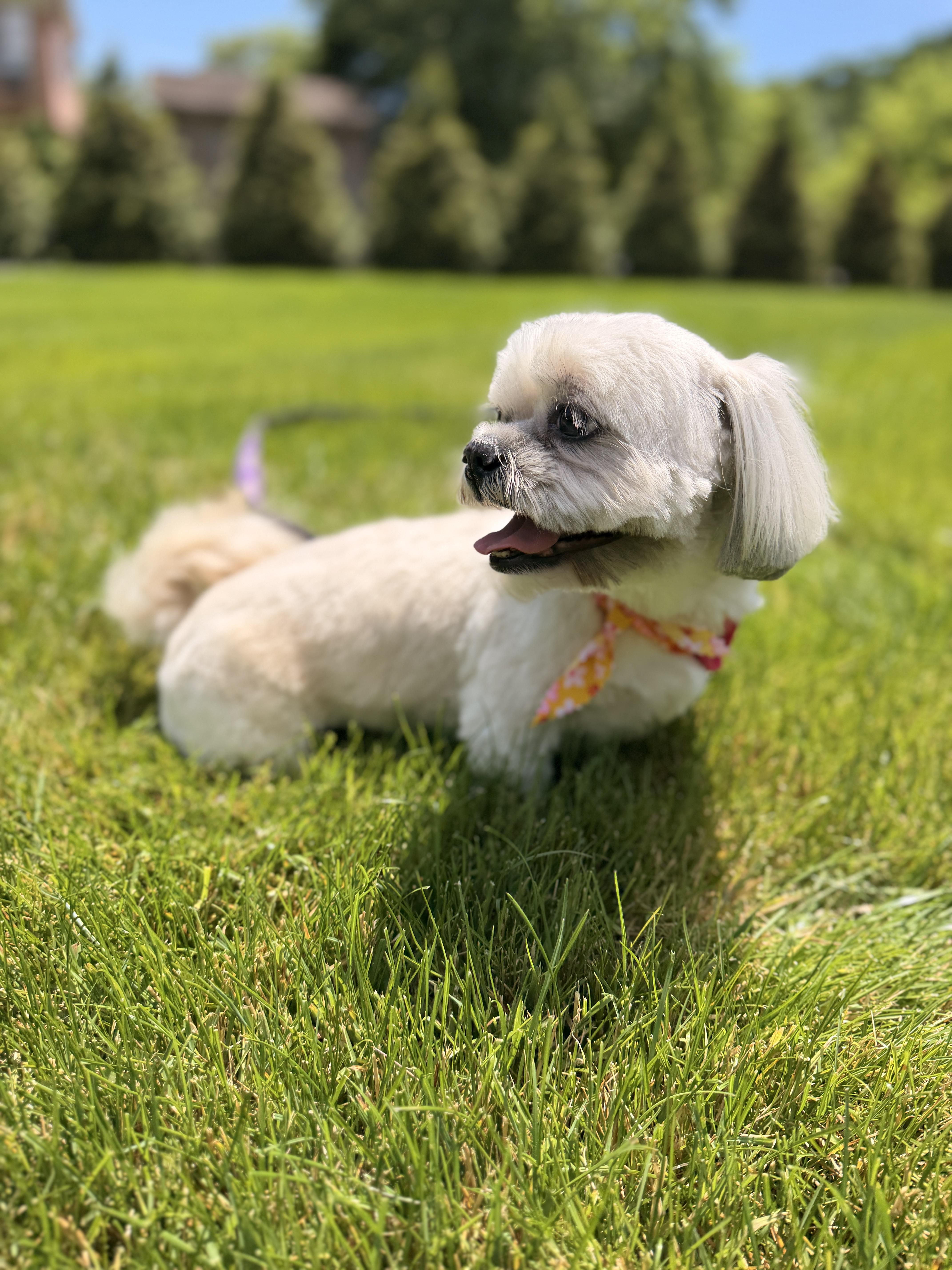 An adult small-sized female Shih Tzu dog named Mia for adoption in Thornwood, NY