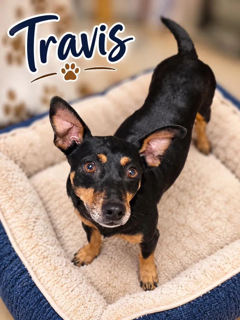 An adult small-sized male Bicolor Miniature Pinscher dog named Travis for adoption in Momence, IL