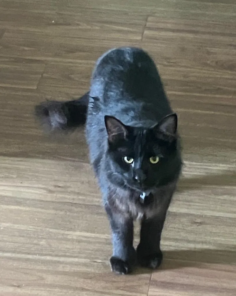 A young medium-sized male Domestic Long Hair cat named Pierre McNipsy for adoption in Christiansburg, VA