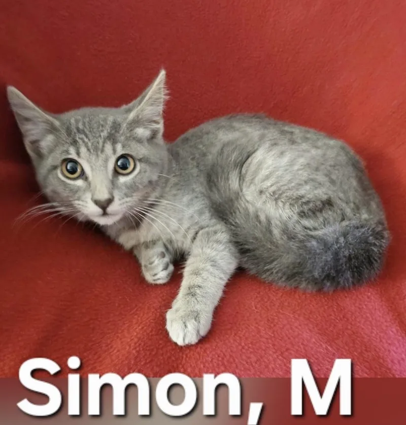 A baby medium-sized male Tabby (Gray / Blue / Silver) Domestic Short Hair cat named Simon for adoption in Parma, OH