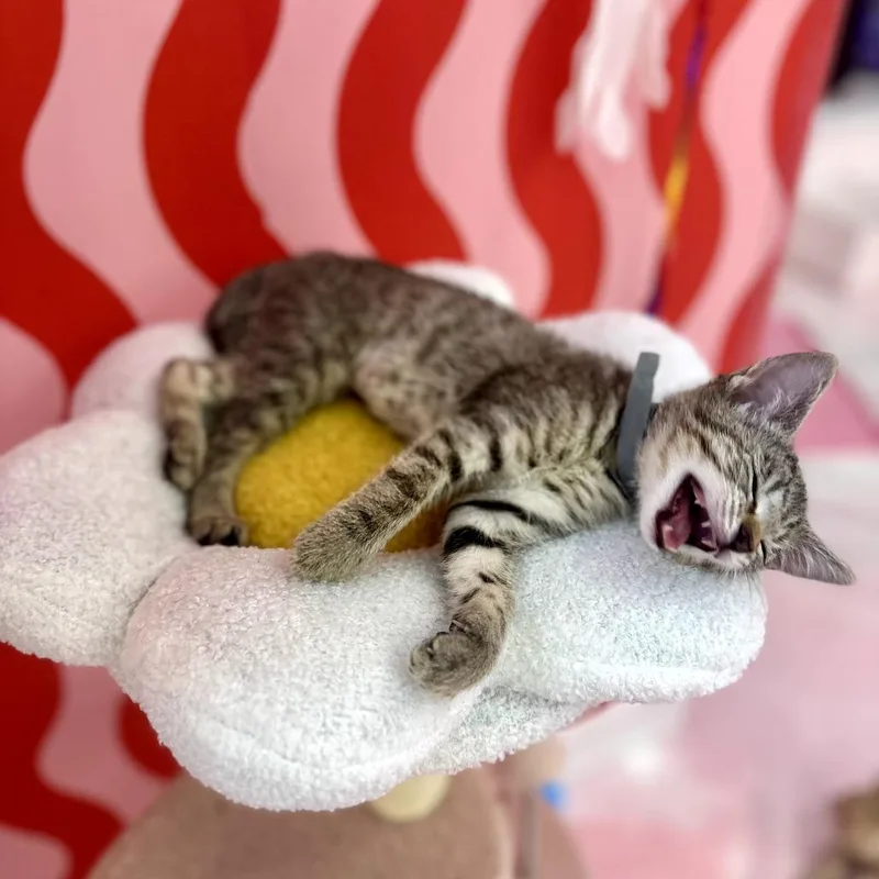 A baby small-sized female Gray / Blue / Silver Domestic Short Hair cat named Lola for adoption in Forest Park, IL