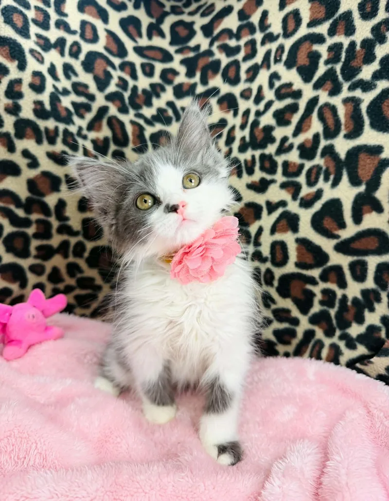 A baby medium-sized female Gray & White Ragamuffin cat named Brooke for adoption in Tavares, FL