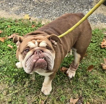 An adult medium-sized female Brown / Chocolate English Bulldog dog named Luna for adoption in Phoenixville, PA