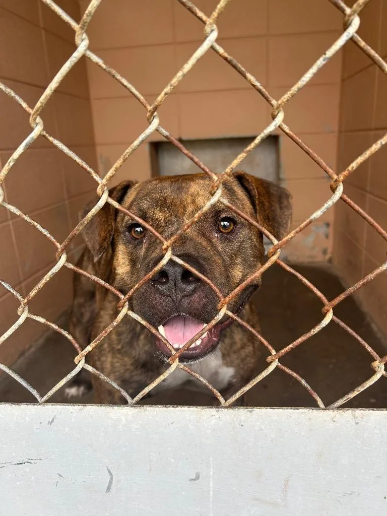 An adult medium-sized male Pit Bull Terrier dog named Reese for adoption in Gautier, MS