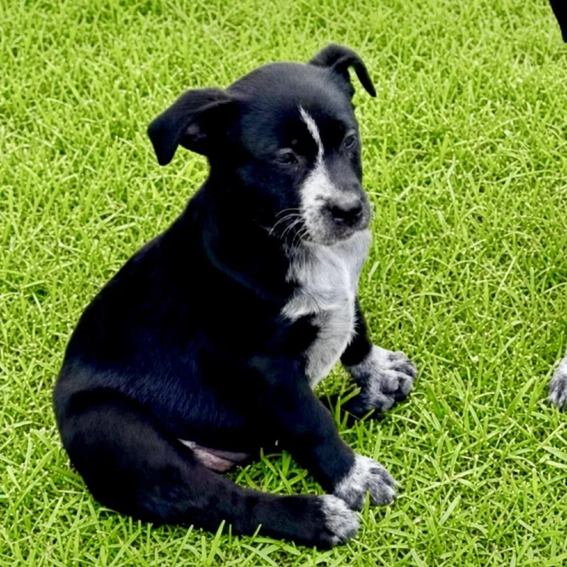 A baby medium-sized female Black Australian Cattle Dog / Blue Heeler dog named Denim for adoption in Huntsville, AL