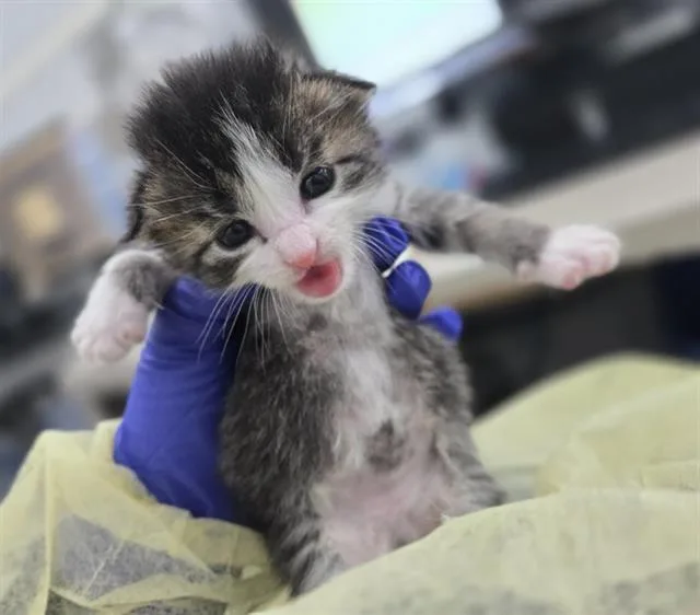 A baby medium-sized male Domestic Short Hair cat named Berry for adoption in Dallas, TX