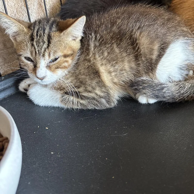 A baby small-sized female Torbie Domestic Short Hair cat named Torbie for adoption in Webster, TX