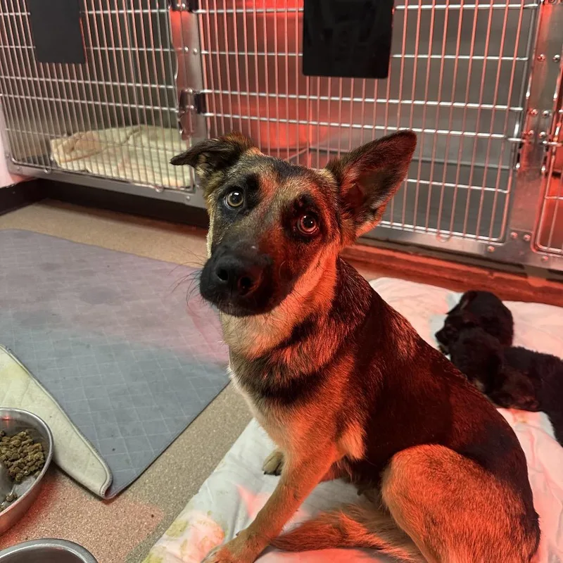 An adult medium-sized female Black German Shepherd Dog dog named Nana A for adoption in Mission Hills, CA