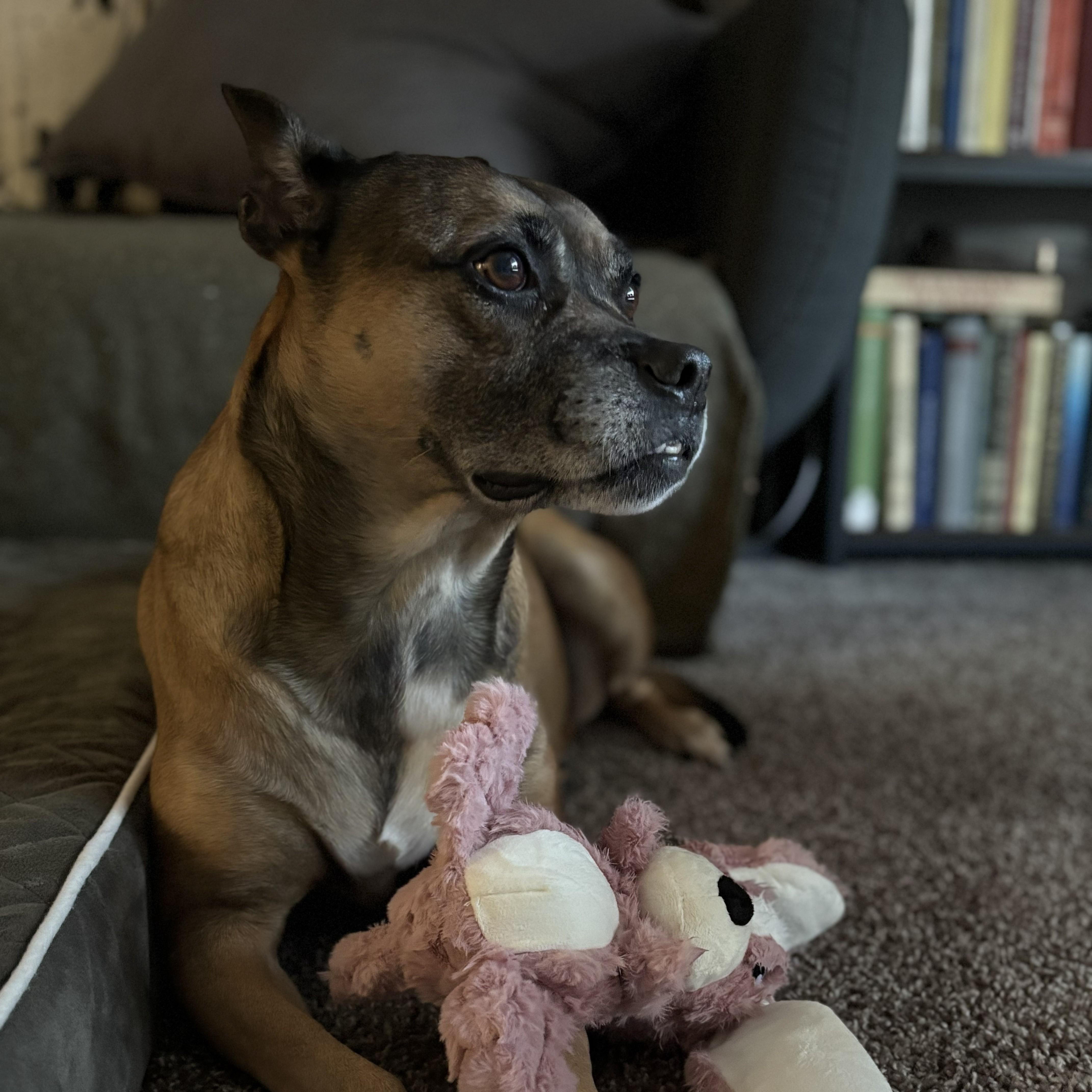 An adult medium-sized female Brown / Chocolate Boxer dog named Sadie Dream Girl! for adoption in Houston, TX