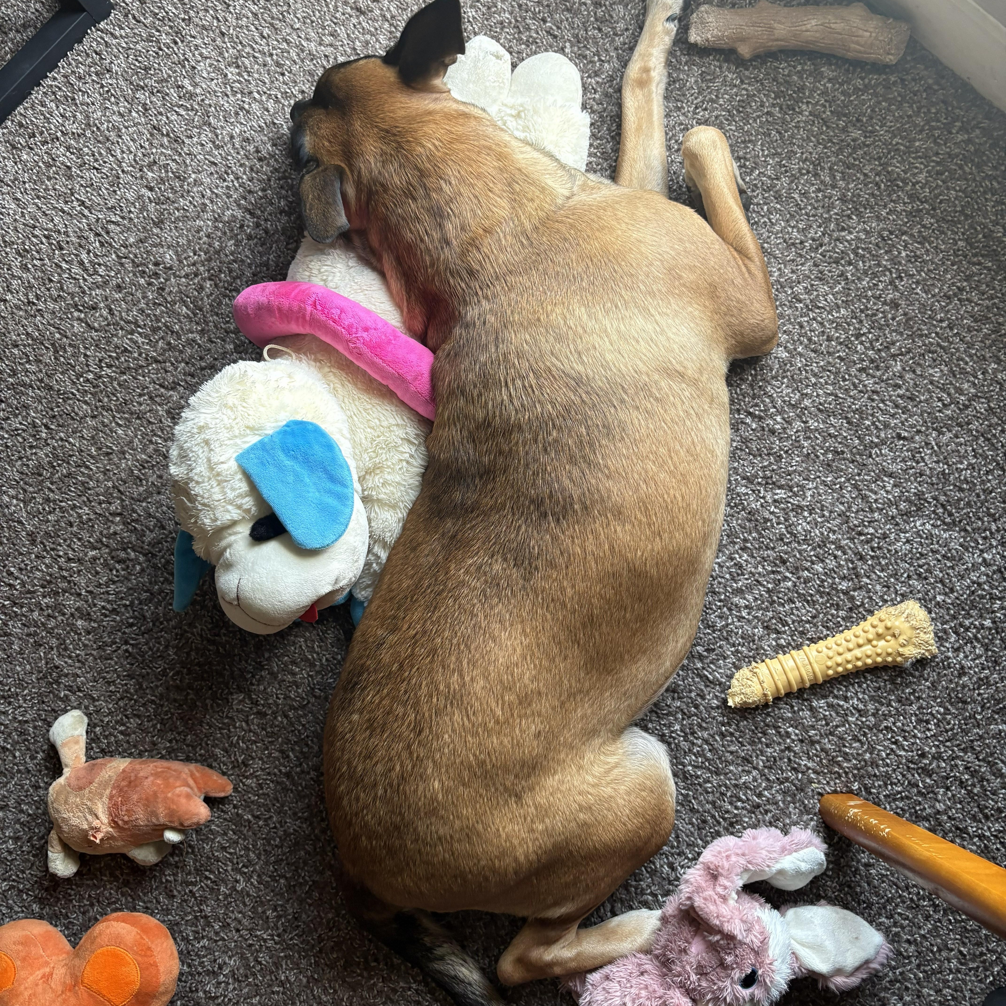 Sadie Dream Girl! thumbnail 4