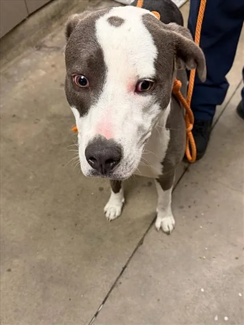 A young medium-sized male American Staffordshire Terrier dog named Mason for adoption in Van Nuys, CA