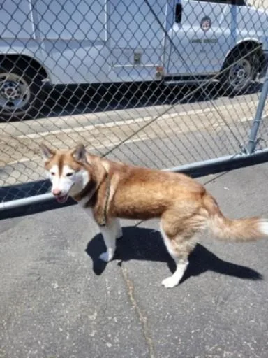 An adult large-sized female Husky dog named Toa for adoption in Los Angeles, CA