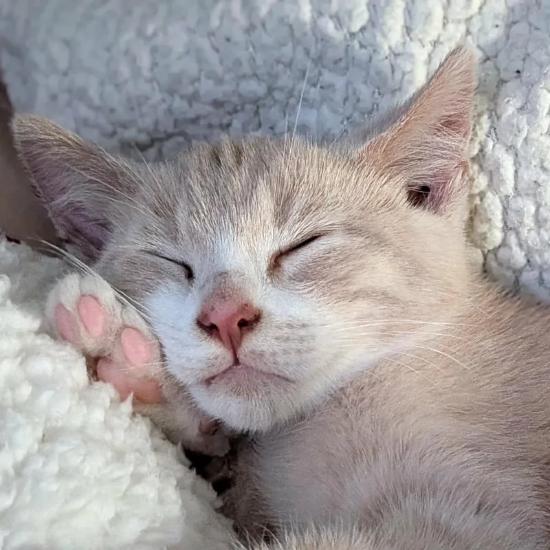Mittens