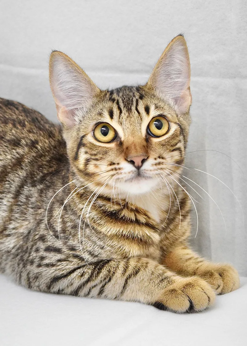 A baby medium-sized male Tabby (Brown / Chocolate) Domestic Short Hair cat named Burgundy for adoption in Dublin, CA