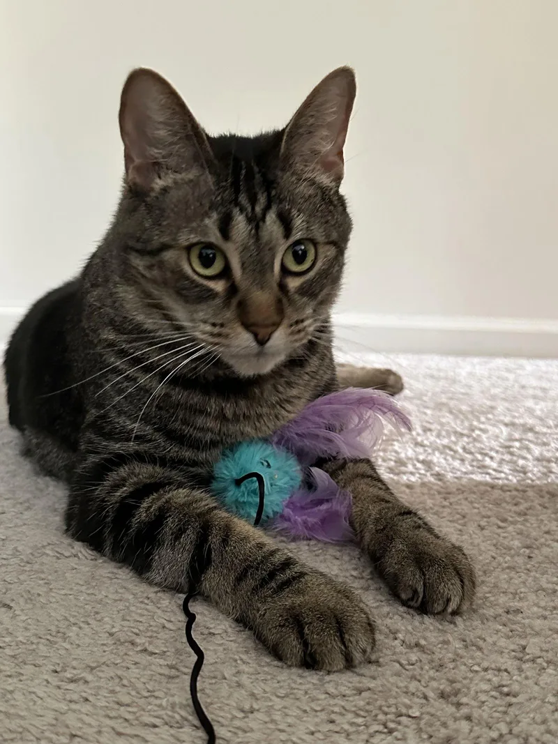 Princy Boy thumbnail 2