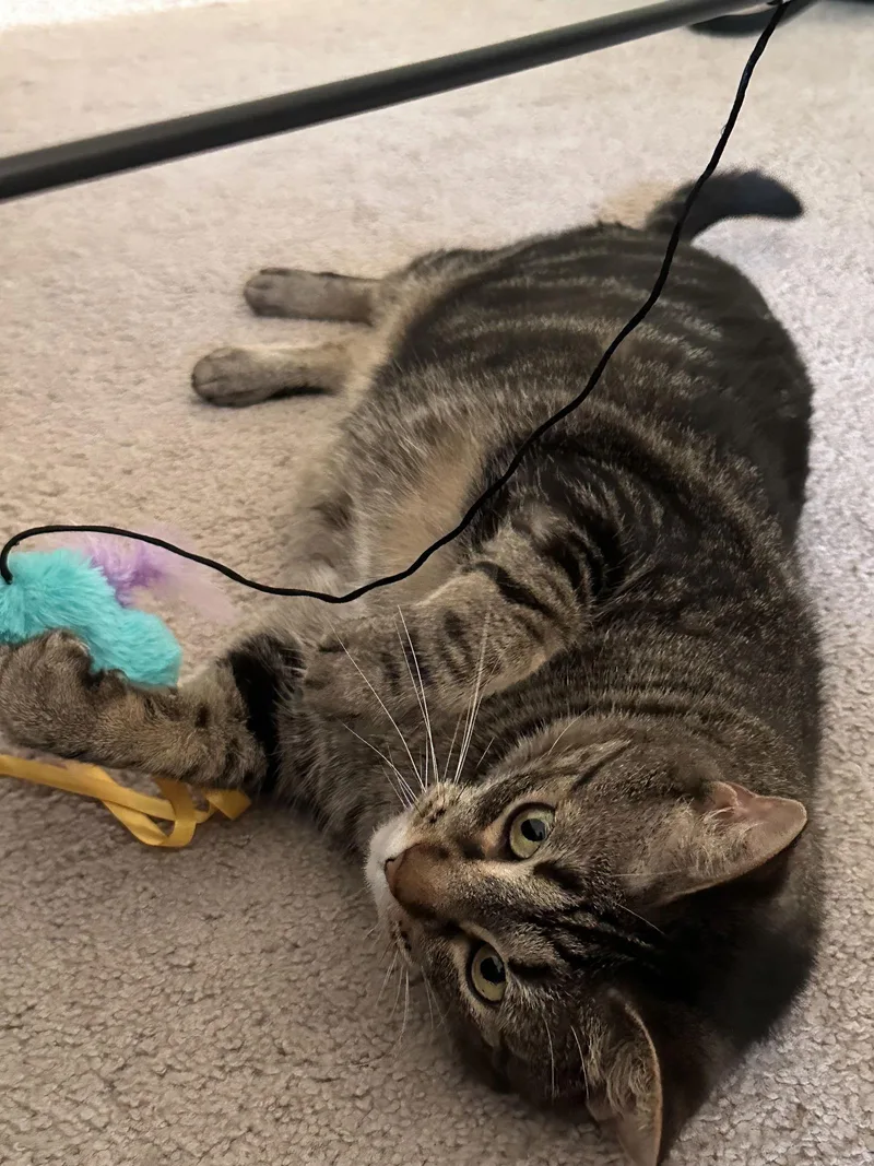 Princy Boy thumbnail 3