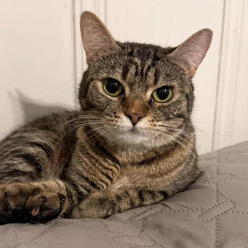 An adult medium-sized female Tabby (Brown / Chocolate) Tabby cat named Boo Bear for adoption in Flint, TX