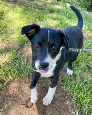 A baby medium-sized male Terrier dog named Peanut for adoption in Malvern, PA