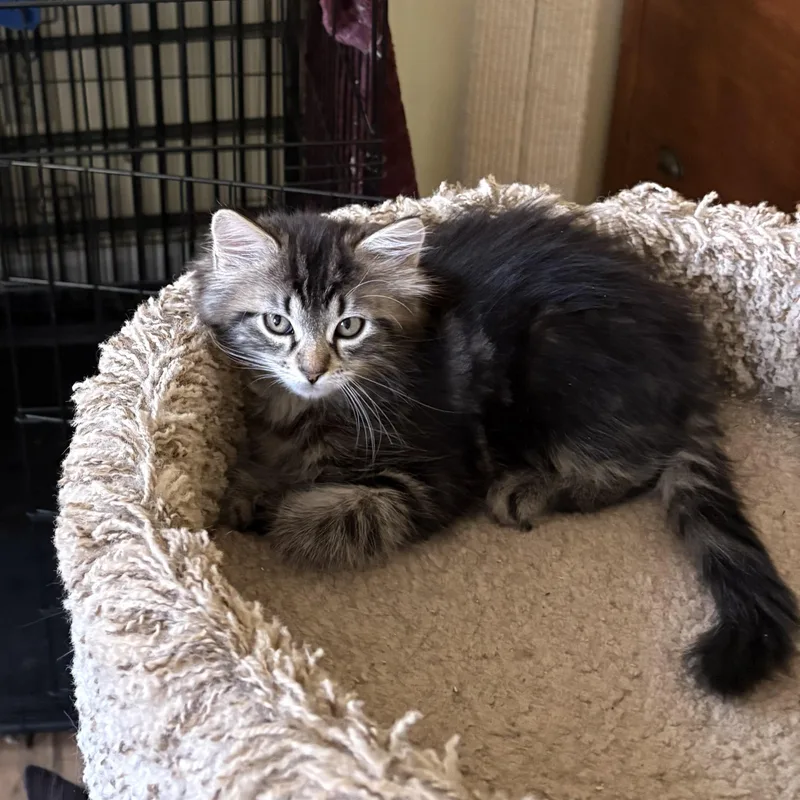 A baby small-sized female Tabby (Tiger Striped) Domestic Short Hair cat named Amber for adoption in East Hartford , CT